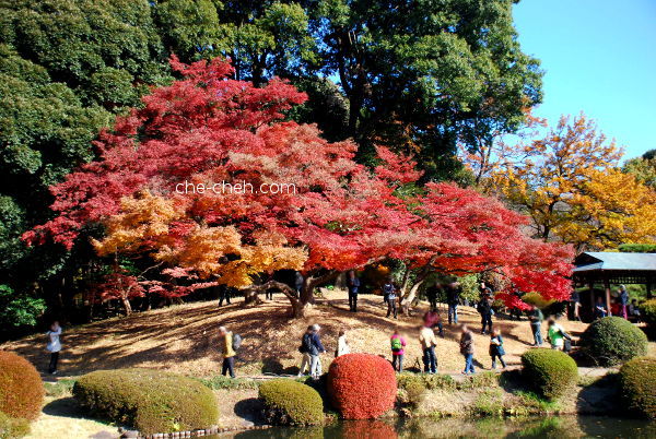 All Attention At These Maple Trees @ Shinjuku Gyoen, Tokyo